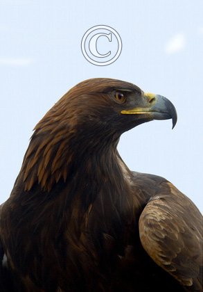 Golden Eagle  DM0448